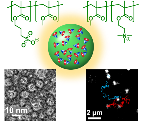 Reisch, A., D. Heimburger, P. Ernst, A. Runser, P. Didier, D. Dujardin, and A. S. Klymchenko, Protein-Sized Dye-Loaded Polymer Nanoparticles for Free Particle Diffusion in Cytosol, Advanced functional materials