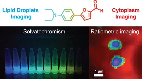 Collot, M., S. Bou, T.K. Fam, L. Richert, Y. Mely, L. Danglot and A.S. Klymchenko, Probing Polarity and Heterogeneity of Lipid Droplets in Live Cells Using a Push-Pull Fluorophore. Analytical Chemistry 2019
