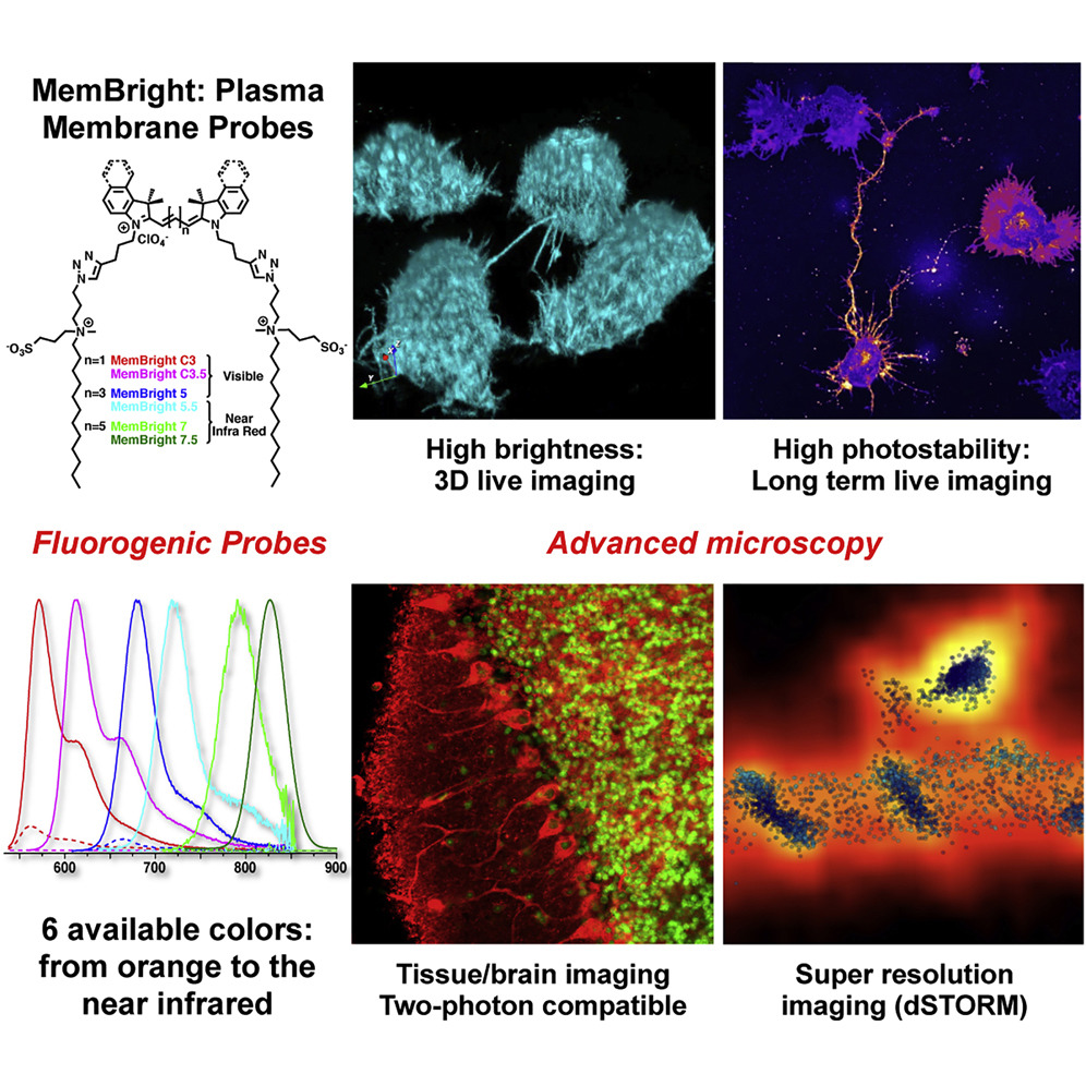 Collot, M., P. Ashokkumar, H. Anton, E. Boutant,  O. Faklaris, T. Galli, Y. Mely, L. Danglot,  and A. S. Klymchenko, MemBright: A Family of Fluorescent  Membrane Probes for Advanced Cellular Imaging and Neuroscience, Cell Chem.  Biol. 2019