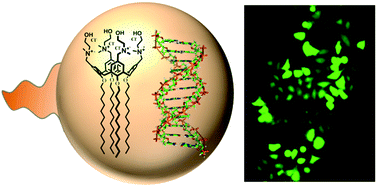 Graphical abstract: Cationic amphiphilic calixarenes to compact DNA into small nanoparticles for gene delivery