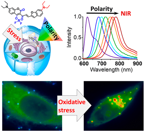 Solvatochromic Near-Infrared Probe for Polarity Mapping of Biomembranes and Lipid Droplets in Cells under Stress