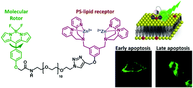  P. Ashokkumar et al. A fluorogenic BODIPY molecular rotor as an apoptosis marker, Chem. Com. 2019.