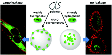 K. Trofymchuk et. al. BODIPY-loaded polymer nanoparticles: chemical structure of cargo defines leakage from nanocarrier in living cells, J. Mat. Chem. B. 2019.