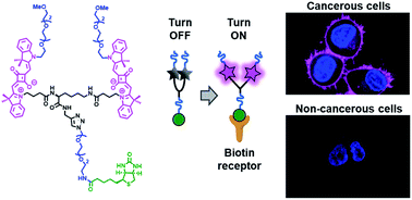 K. Probing biotin receptors in cancer cells with rationally designed fluorogenic squaraine dimers