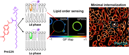 K. Redesigning solvatochromic probe Laurdan for imaging lipid order selectively in cell plasma membranes