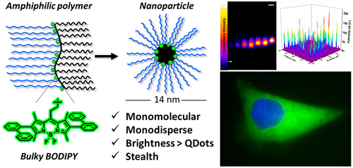 K. Stealth and bright monomolecular fluorescent organic nanoparticles based on folded amphiphilic polymer
