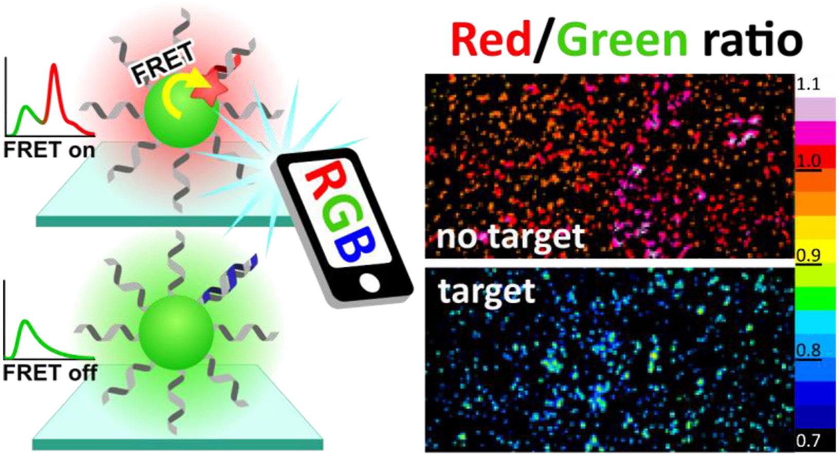 K. Smartphone-assisted detection of nucleic acids by light-harvesting FRET-based nanoprobe