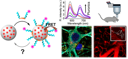 K. Ultrabright fluorescent polymeric nanoparticles with a stealth pluronic shell for live tracking in the mouse brain