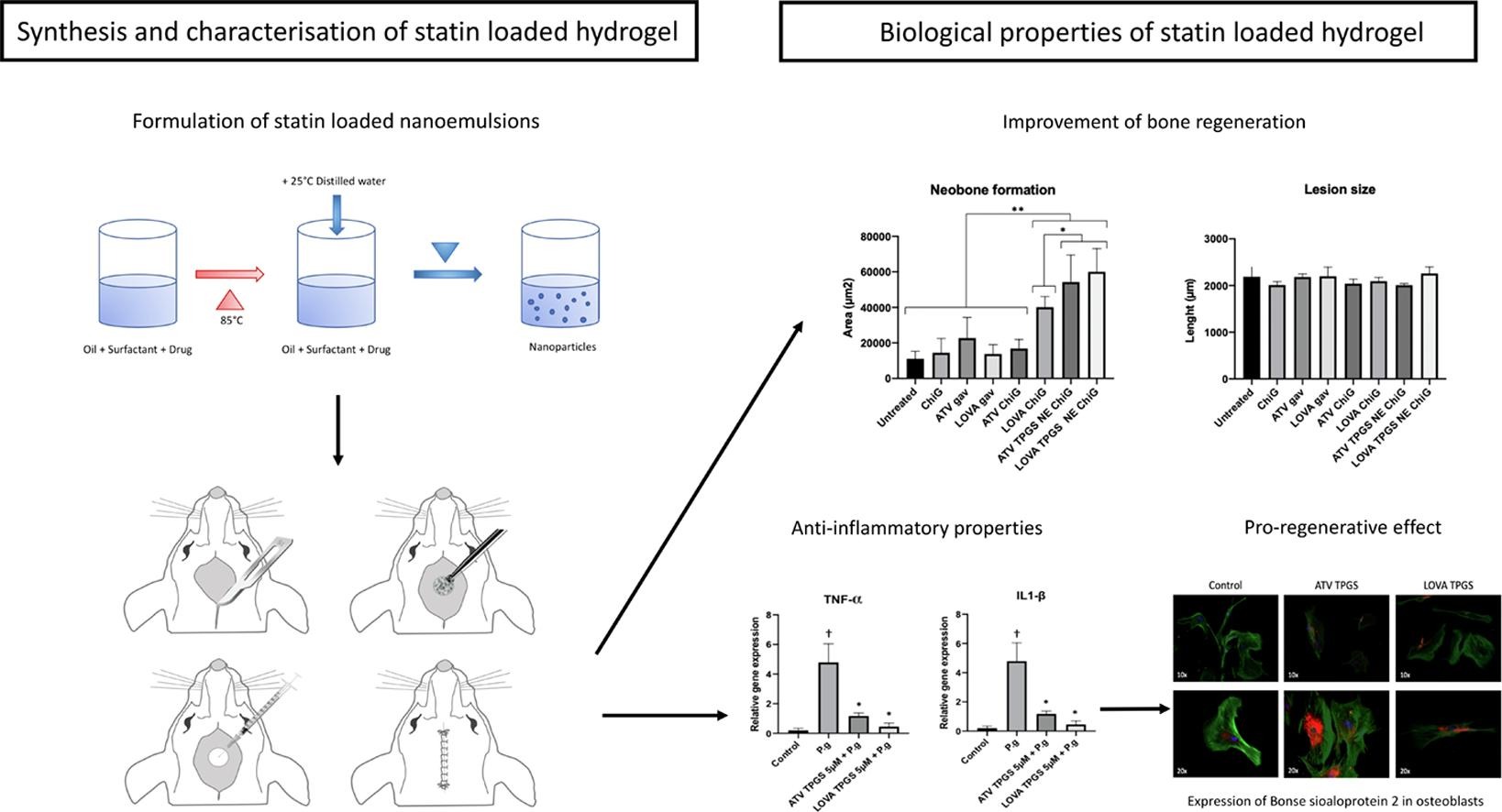 K. Development of a thermosensitive statin loaded chitosan-based hydrogel promoting bone healing