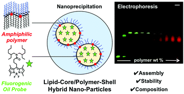 K. Lipid-core/polymer-shell hybrid nanoparticles: synthesis and characterization by fluorescence labeling and electrophoresis