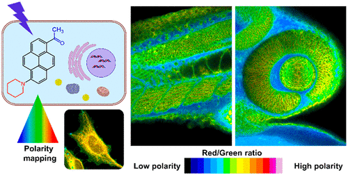 K. Polarity mapping of cells and embryos by improved fluorescent solvatochromic pyrene probe