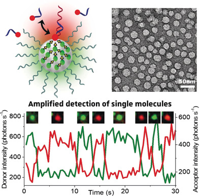 K. Light-harvesting nanoparticle probes for FRET-based detection of oligonucleotides with single-molecule sensitivity