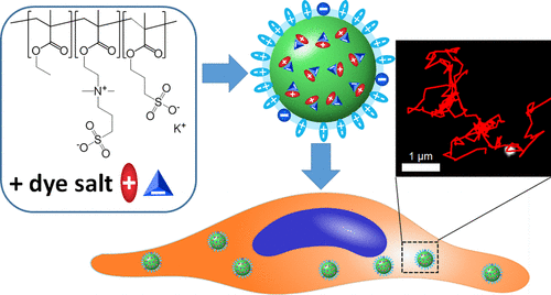 K. Zwitterionic stealth dye-loaded polymer nanoparticles for intracellular imaging