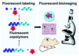 K. Fluorescent labeling of biocompatible block copolymers: synthetic strategies and applications in bioimaging