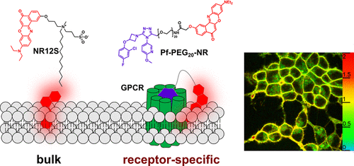 K. Nile Red-based GPCR ligands as ultrasensitive probes of the local lipid microenvironment of the receptor