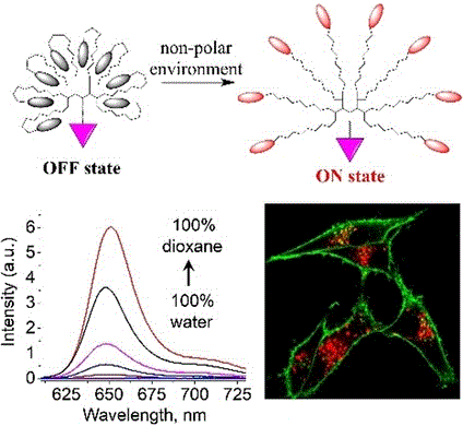 K. Fluorogenic squaraine dendrimers for background-free imaging of integrin receptors in cancer cells