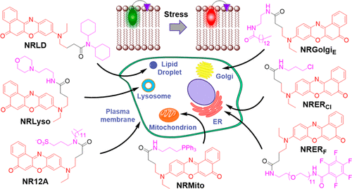 K. Targeted solvatochromic fluorescent probes for imaging lipid order in organelles under oxidative and mechanical stress
