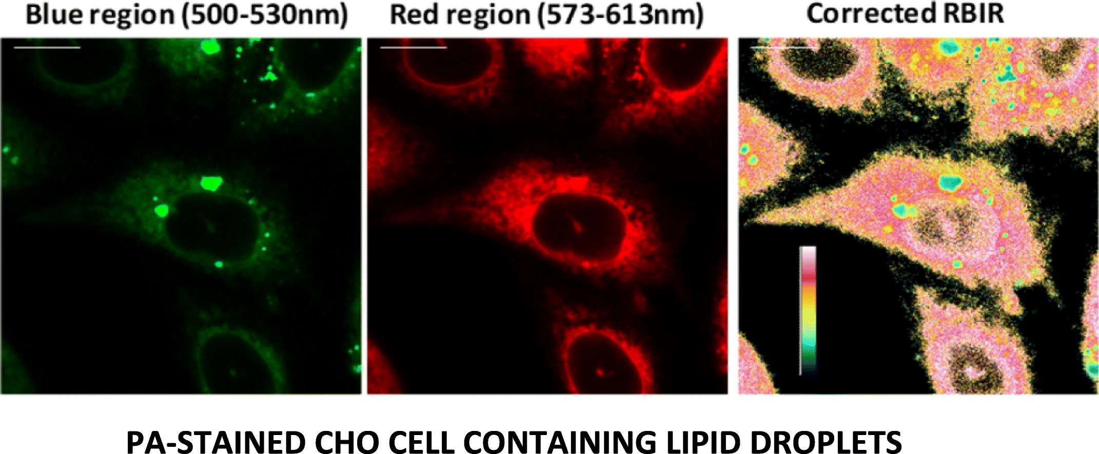K. Phase-selective staining of model and cell membranes, lipid droplets and lipoproteins with fluorescent solvatochromic pyrene probes