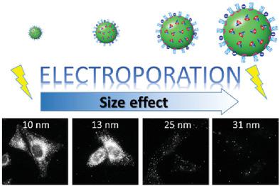 Size-dependent electroporation of dye-loaded polymer nanoparticles for efficient and safe intracellular delivery