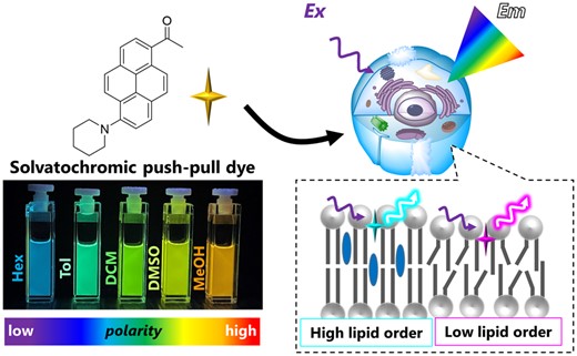 K. Emerging solvatochromic push-pull dyes for monitoring the lipid order of biomembranes in live cells