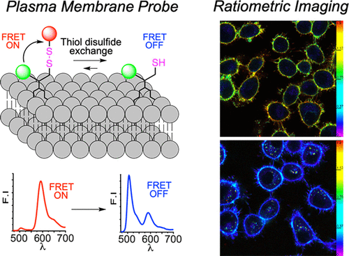 K. Probing variations of reduction activity at the plasma membrane using a targeted ratiometric FRET probe
