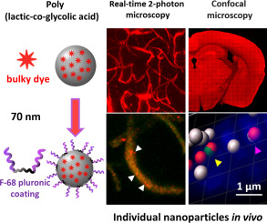 Dynamic tracing using ultra-bright labeling and multi-photon microscopy identifies endothelial uptake of poloxamer 188 coated poly(lactic-co-glycolic acid) nano-carriers in vivo